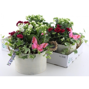 ARR TUINPLANTEN