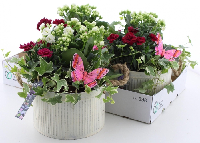 <h4>ARR TUINPLANTEN</h4>