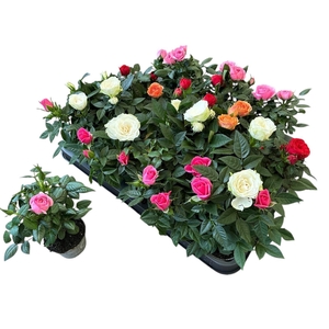 RO KORDANA GEM 3 SRT