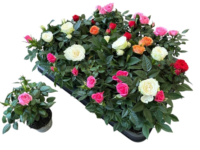 <h4>RO KORDANA GEM 3 SRT</h4>