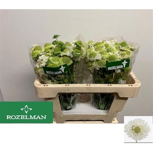 SCAB FOCAL SCOOP WHITE