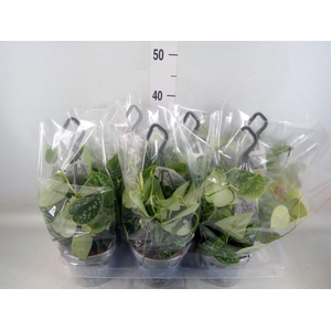 Scindapsus pictus 'Argyraeus'