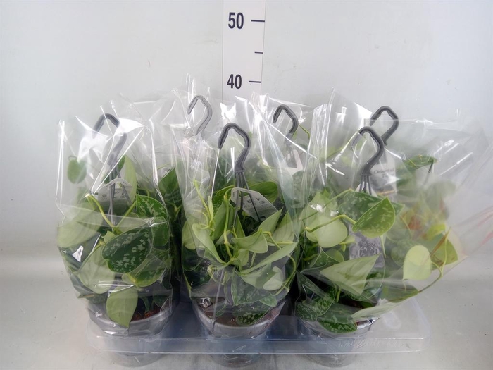 <h4>Scindapsus pictus 'Argyraeus'</h4>