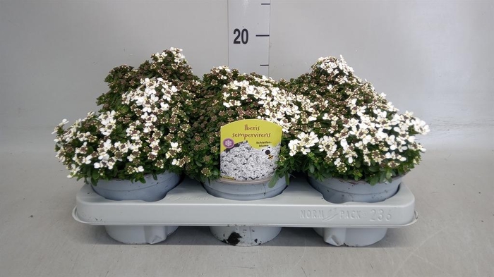 <h4>Iberis semp.</h4>