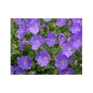 Campanula overig