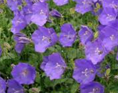 <h4>Campanula overig</h4>
