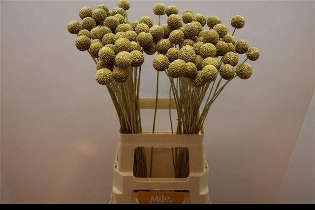 <h4>CRAS KLB H%</h4>