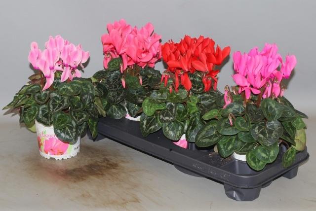 <h4>CYCL GR SUP XL</h4>