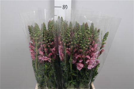 <h4>Antir It. Lavendel</h4>