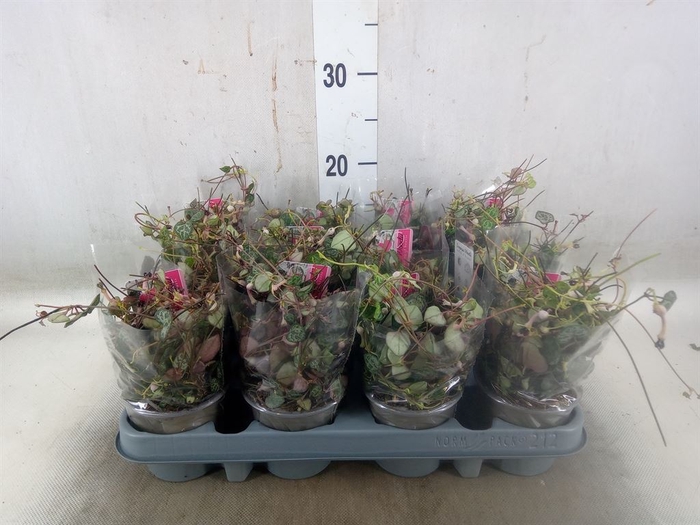 <h4>Ceropegia woodii ssp. woodii</h4>