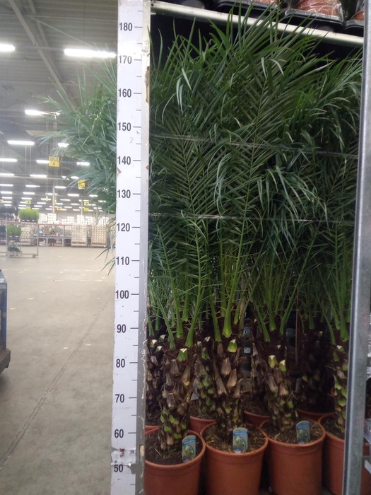 <h4>Phoenix roebelenii</h4>