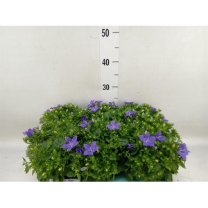 Campanula isoph. 'Napoli'