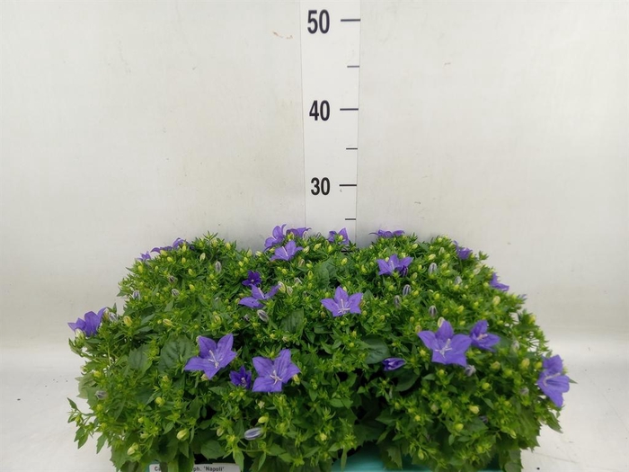 <h4>Campanula isoph. 'Napoli'</h4>