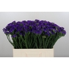 Limonium sinuatum Navy Sun Birds