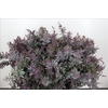 Mimosa Baleana Purple (per bunch)