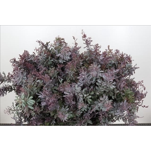 Mimosa Baleana Purple (per bunch)