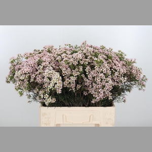 Chame Un Jupiter Sol