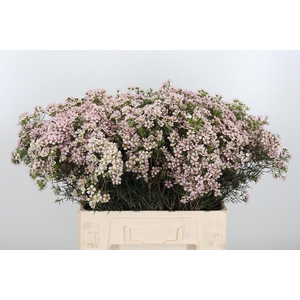 Chame Un Jupiter Sol