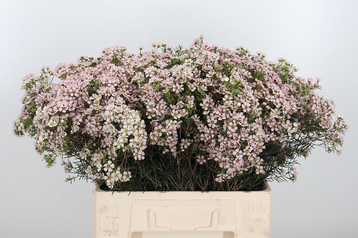 <h4>Chame Un Jupiter Sol</h4>