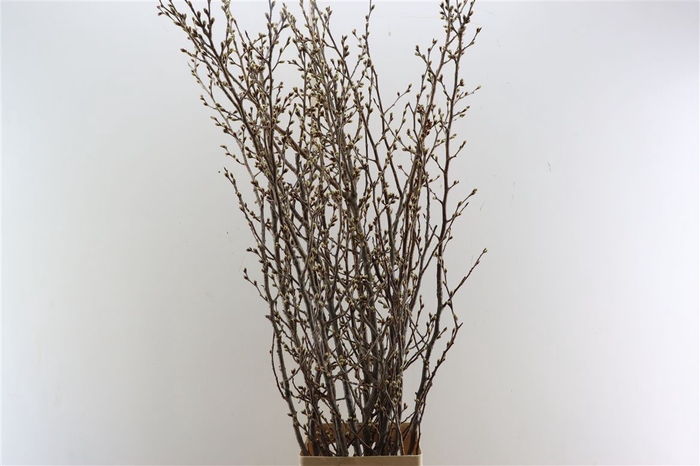 <h4>Prunus Japan Cherryblossum</h4>