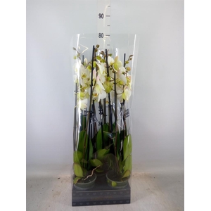 Phalaenopsis  'Ant Cambridge'