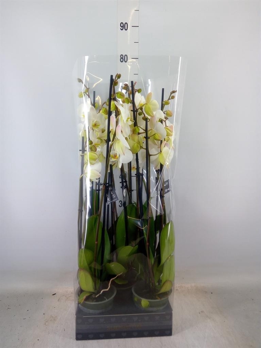 <h4>Phalaenopsis  'Ant Cambridge'</h4>