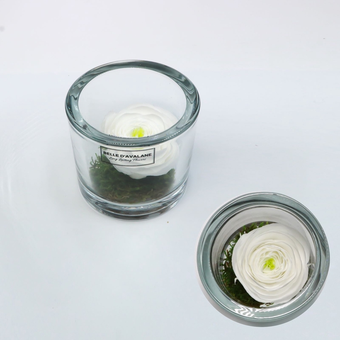 Cilinder d9x8h ranunculus whi-01 glas