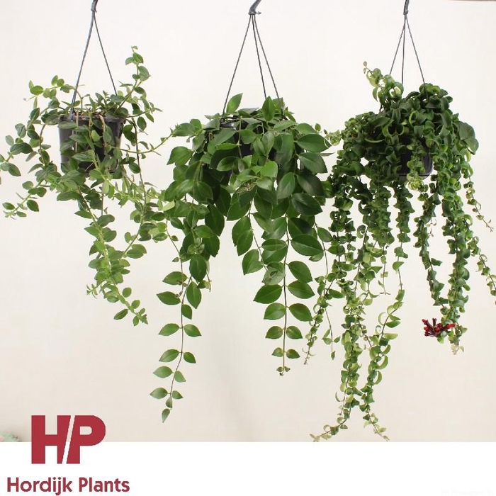 <h4>Aeschynanthus Overig hangpot Mixtray (soorten kunnen varieren)</h4>