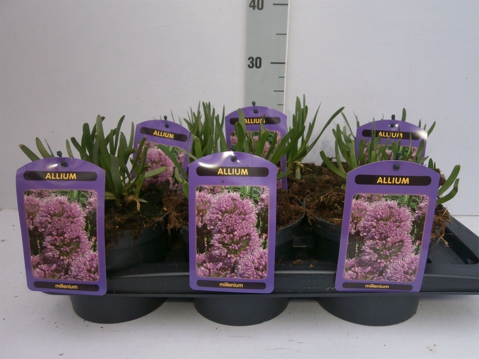 <h4>Allium   ...</h4>