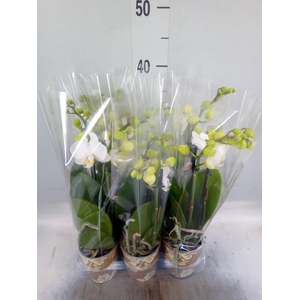 Phalaenopsis multi. 'FC Silly Tom'