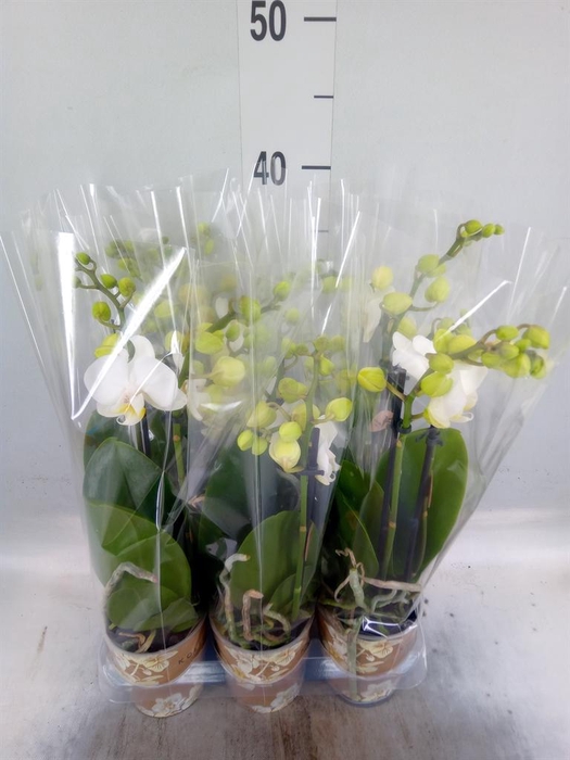 <h4>Phalaenopsis multi. 'FC Silly Tom'</h4>