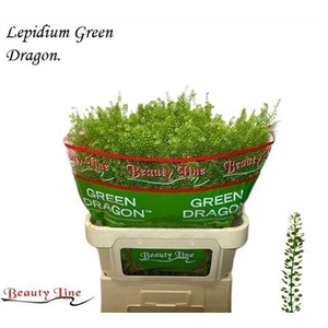 Lep Vi Green Dragon
