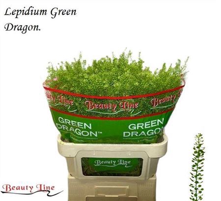 <h4>Lep Vi Green Dragon</h4>