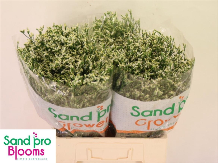 Lim Sin Cool Diamond