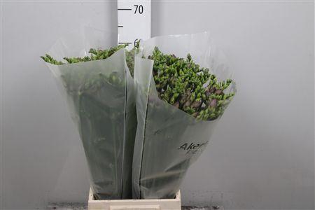 <h4>Fr Du Romantic Lavender</h4>