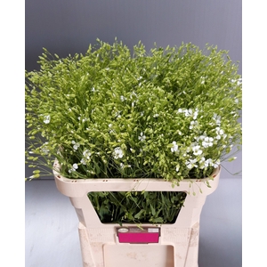 SAPONARIA OV