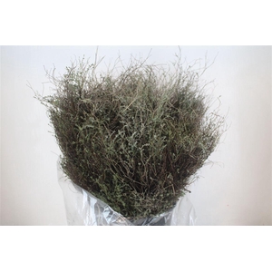 Thym Falso 400gr P Bunch