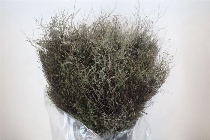 <h4>Thym Falso 400gr P Bunch</h4>