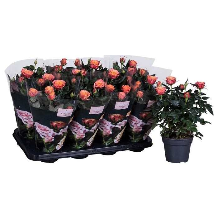 <h4>Nolina Roses Ø 13 cm Orange</h4>