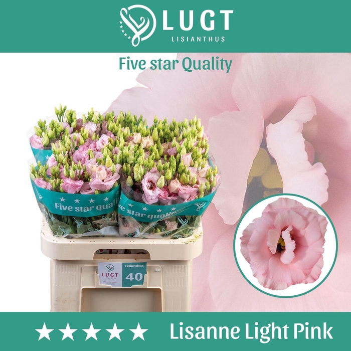 <h4>EUSTOMA RUSS. DU 'LISANNE LG PINK'</h4>