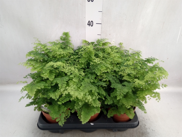 Adiantum raddi. 'Fritz-Luthi'