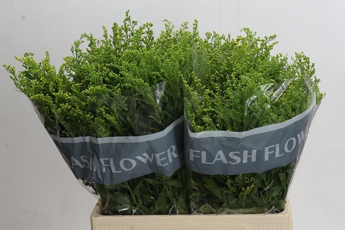 <h4>Solidago Golden Glory</h4>