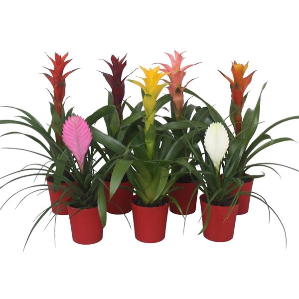 <h4>Bromelia gemengd in rode kunststof pot</h4>