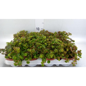 Sempervivum   ...