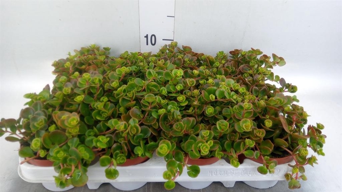 <h4>Sempervivum   ...</h4>