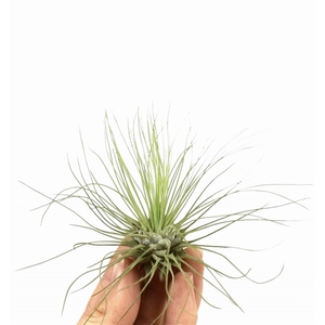 tillandsia argentea