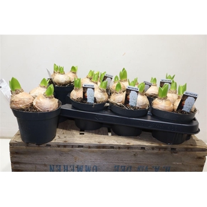 arr8 Hyacin White Pearl