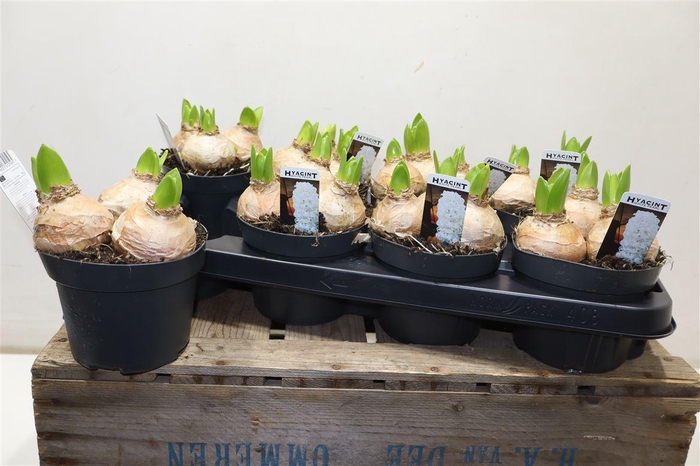 <h4>Hyacin White Pearl</h4>