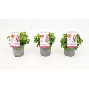 Pelargonium 'Nova' Anti-Mosquito