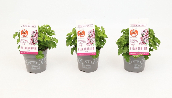 <h4>Pelargonium 'Nova' Anti-Mosquito</h4>